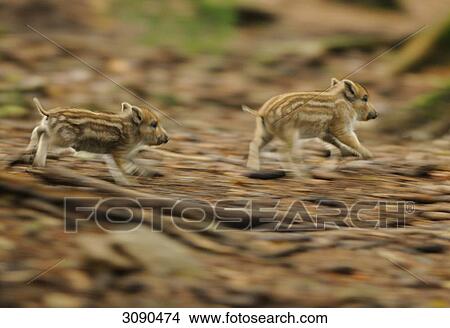 Two young wild pig, sus scrofa View Large Photo Image Picture - Two young wild pig, sus scrofa . Fotosearch