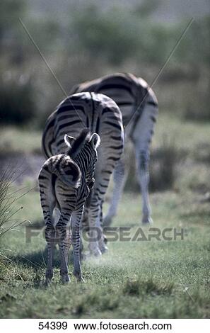 Two zebras with foal in field View Large Photo Image Stock Photo - Two zebras with foal in field . Fotosearch