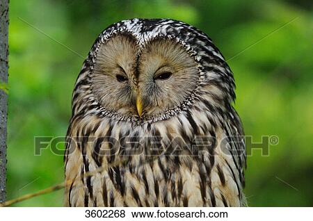 Stock Photo - Ural owl, Strix uralensis, Bavarian Forest, Germany, Europe . Fotosearch
