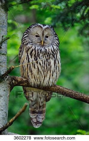Ural owl, Strix uralensis, Bavarian Forest, Bavaria, Germany, Europe View Large Photo Image Stock Photo - Ural owl, Strix uralensis, Bavarian Forest, Bavaria, Germany, Europe . Fotosearch