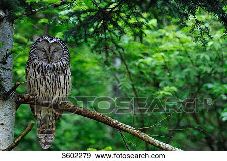 Ural owl, Strix uralensis, Bavarian Forest, Bavaria, Germany, Europe View Large Photo Image Stock Photo - Ural owl, Strix uralensis, Bavarian Forest, Bavaria, Germany, Europe . Fotosearch