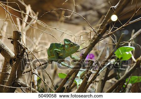 Veiled chameleon (Chamaeleo calyptratus) View Large Photo Image Stock Photo - Veiled chameleon (Chamaeleo calyptratus) . Fotosearch
