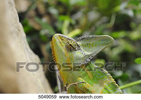 Veiled chameleon (Chamaeleo calyptratus) View Large Photo Image Stock Photo - Veiled chameleon (Chamaeleo calyptratus) . Fotosearch