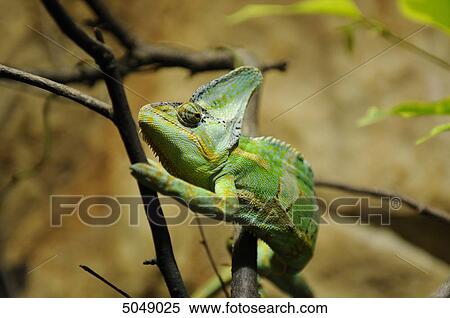 Veiled chameleon (Chamaeleo calyptratus) View Large Photo Image Stock Photography - Veiled chameleon (Chamaeleo calyptratus) . Fotosearch