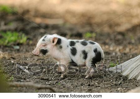 Vietnamese pot-bellied pig, side view View Large Photo Image Stock Image - Vietnamese pot-bellied pig, side view . Fotosearch