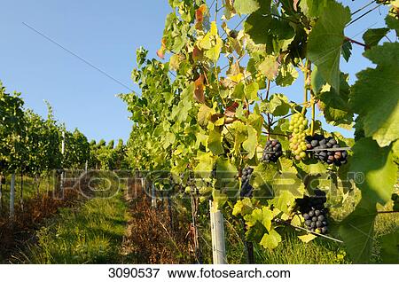 Stock Photo - Vineyard, Germany . Fotosearch