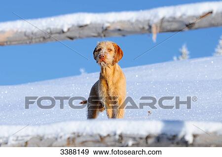 Vizsla standing behind a wooden fence, Styria, Austria, low angle view View Large Photo Image Stock Photo - Vizsla standing behind a wooden fence, Styria, Austria, low angle view . Fotosearch