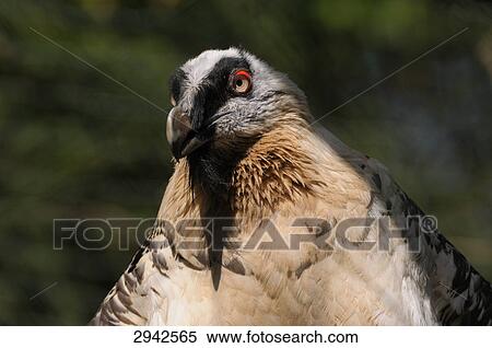 vulture, portrait, Germany View Large Photo Image Stock Photography - vulture, portrait, Germany . Fotosearch