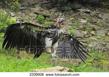 Stock Photo - Vulture spreading its wings in field, Germany . Fotosearch