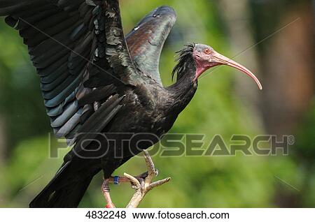 Stock Photo - Waldrapp (Geronticus eremita) . Fotosearch