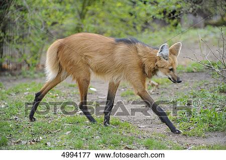 Stock Photo - Walking Maned Wolf (Chrysocyon brachyurus) . Fotosearch