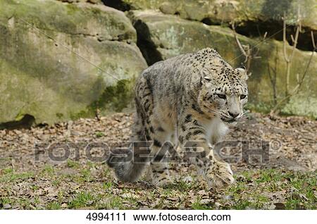 Stock Image - Walking snow leopard (Uncia uncia) . Fotosearch