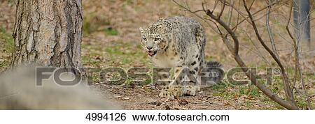 Stock Photograph - Walking snow leopard (Uncia uncia) . Fotosearch