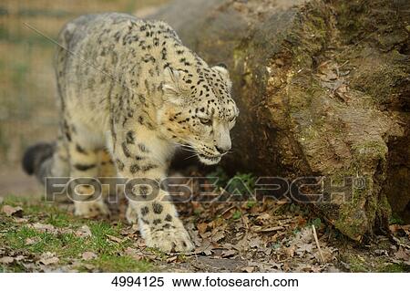 Stock Photography - Walking snow leopard (Uncia uncia) . Fotosearch