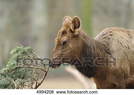 Wapiti (Cervus canadensis) View Large Photo Image Stock Photo - Wapiti (Cervus canadensis) . Fotosearch