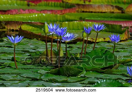 Picture - Water lilies in pond, Germany . Fotosearch