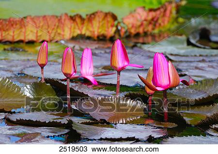 Water lilies in pond, Germany View Large Photo Image Stock Image - Water lilies in pond, Germany . Fotosearch