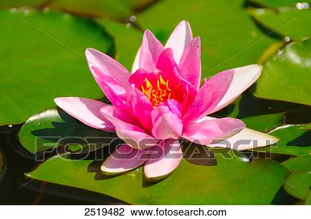 Water lily in pond, Bavaria, Germany View Large Photo Image Stock Image - Water lily in pond, Bavaria, Germany . Fotosearch