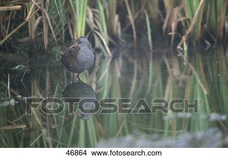 Picture - Water Rail (Rallus aquaticus) bird in water . Fotosearch