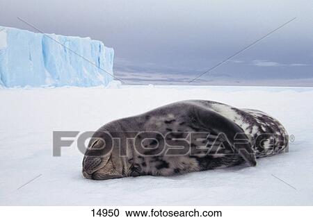 Stock Image - Weddell Seal (Leptonychotes weddellii) sleeping on ice floe, Antarctica . Fotosearch