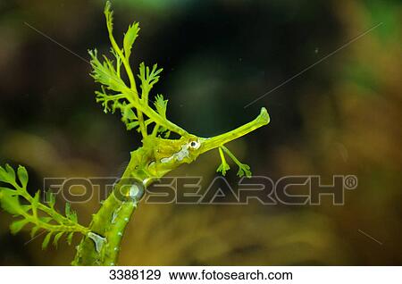 Weedy Seadragon (Phyllopteryx taeniolatus), detail View Large Photo Image Stock Photo - Weedy Seadragon (Phyllopteryx taeniolatus), detail . Fotosearch