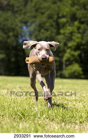 Stock Image - Weimaraner running, full shot . Fotosearch