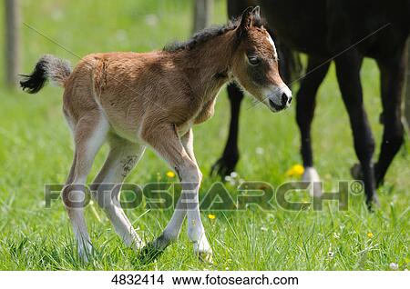 Picture - Welsh Pony foal in pasture . Fotosearch