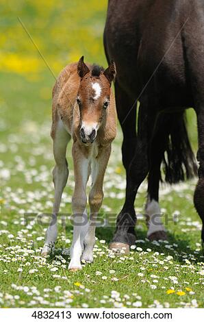 Stock Image - Welsh Pony foal in pasture . Fotosearch