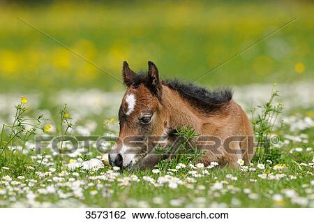 Welsh Pony foal lying on paddock View Large Photo Image Stock Image - Welsh Pony foal lying on paddock . Fotosearch