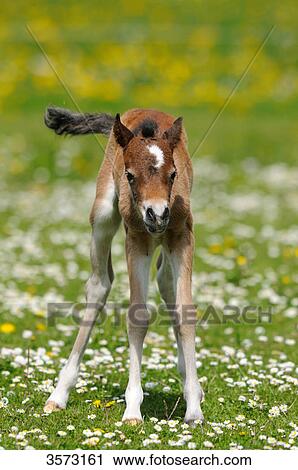 Welsh Pony foal on paddock View Large Photo Image Stock Image - Welsh Pony foal on paddock . Fotosearch