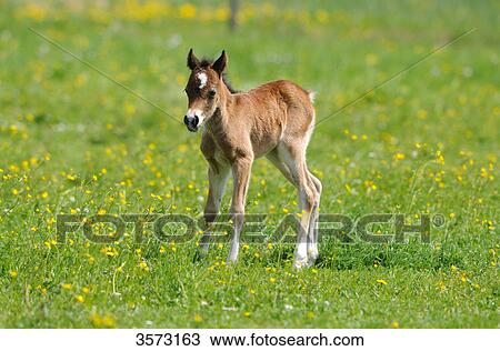 Stock Image - Welsh Pony foal on paddock . Fotosearch