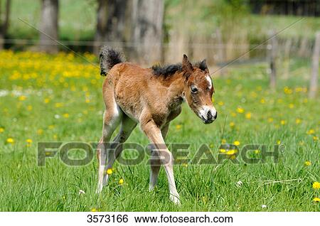 Welsh Pony foal on paddock View Large Photo Image Stock Photograph - Welsh Pony foal on paddock . Fotosearch