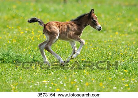 Picture - Welsh Pony foal running on paddock . Fotosearch