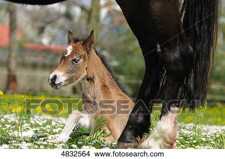 Welsh Pony foallying in pasture View Large Photo Image Picture - Welsh Pony foallying in pasture . Fotosearch