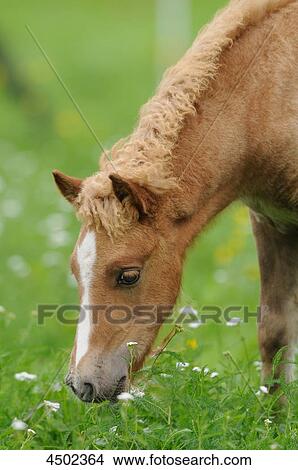 Welsh-Pony View Large Photo Image Picture - Welsh-Pony . Fotosearch