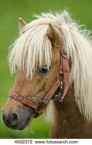 Stock Image - Welsh-Pony, portrait . Fotosearch