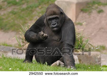 western lowland gorilla (Gorilla gorilla gorilla), full shot View Large Photo Image Stock Image - western lowland gorilla (Gorilla gorilla gorilla), full shot . Fotosearch