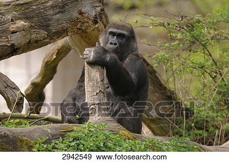 western lowland gorilla (Gorilla gorilla gorilla), full shot View Large Photo Image Stock Photo - western lowland gorilla (Gorilla gorilla gorilla), full shot . Fotosearch