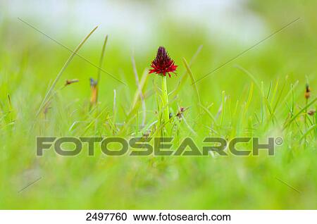Western marsh orchid (Dactylorhiza majalis) in field View Large Photo Image Stock Image - Western marsh orchid (Dactylorhiza majalis) in field . Fotosearch