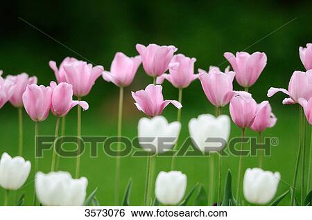 White and pink tulips View Large Photo Image Stock Photograph - White and pink tulips . Fotosearch