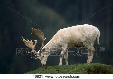 Stock Image - White Fallow deer (Dama dama) grazing grass in field, Bavaria, Germany . Fotosearch