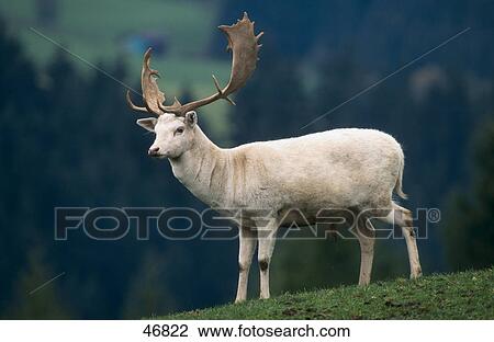 Stock Image - White Fallow deer (Dama dama) standing in field, Bavaria, Germany . Fotosearch