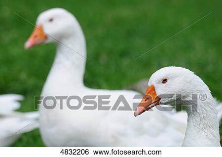 White geese View Large Photo Image Stock Photograph - White geese . Fotosearch