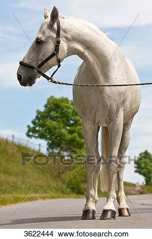 Picture - White horse standing on road . Fotosearch