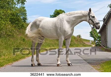 White horse standing on road View Large Photo Image Stock Image - White horse standing on road . Fotosearch