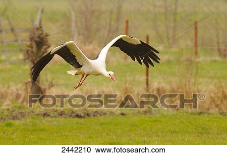 White Stork (Ciconia ciconia) in flight View Large Photo Image Stock Image - White Stork (Ciconia ciconia) in flight . Fotosearch