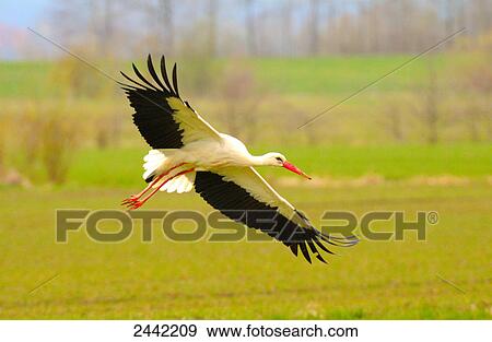 Stock Photo - White Stork (Ciconia ciconia) in flight . Fotosearch