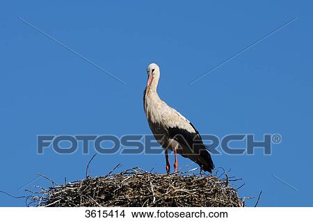 Picture - White Stork (Ciconia ciconia) in nest . Fotosearch