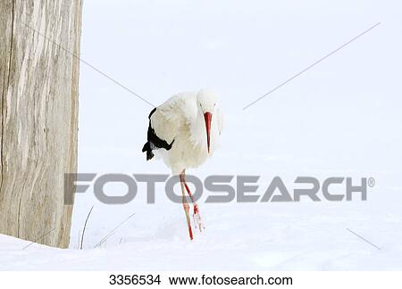 White Stork (Ciconia ciconia) in the snow View Large Photo Image Picture - White Stork (Ciconia ciconia) in the snow . Fotosearch