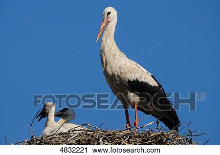 White stork (Ciconia ciconia) with youngs in nest View Large Photo Image Stock Image - White stork (Ciconia ciconia) with youngs in nest . Fotosearch